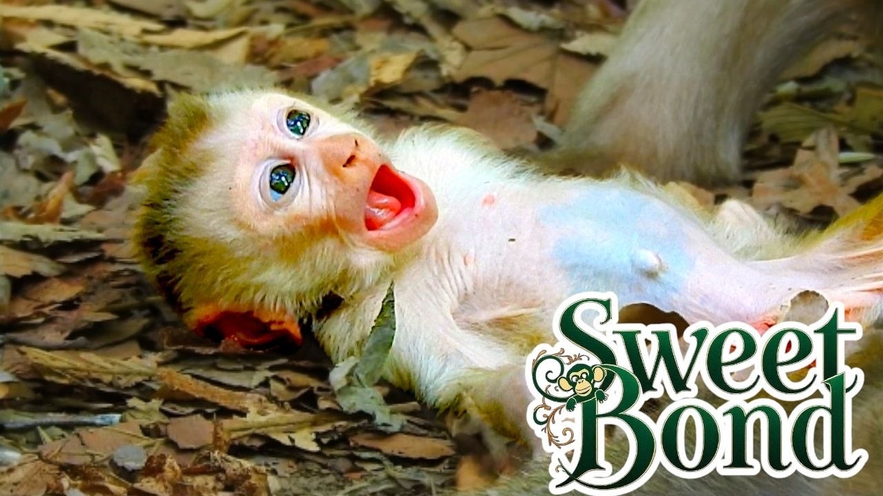 Don&rsquo;t Miss This! Baby Monkey LEVI&rsquo;s Cutest Playtime with Sister JACEE 💕