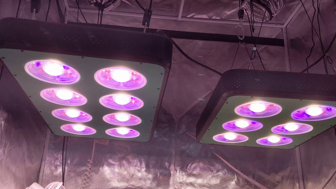 4x4 Super Skunk Different Pot Size Auto Flower Grow Episode 3