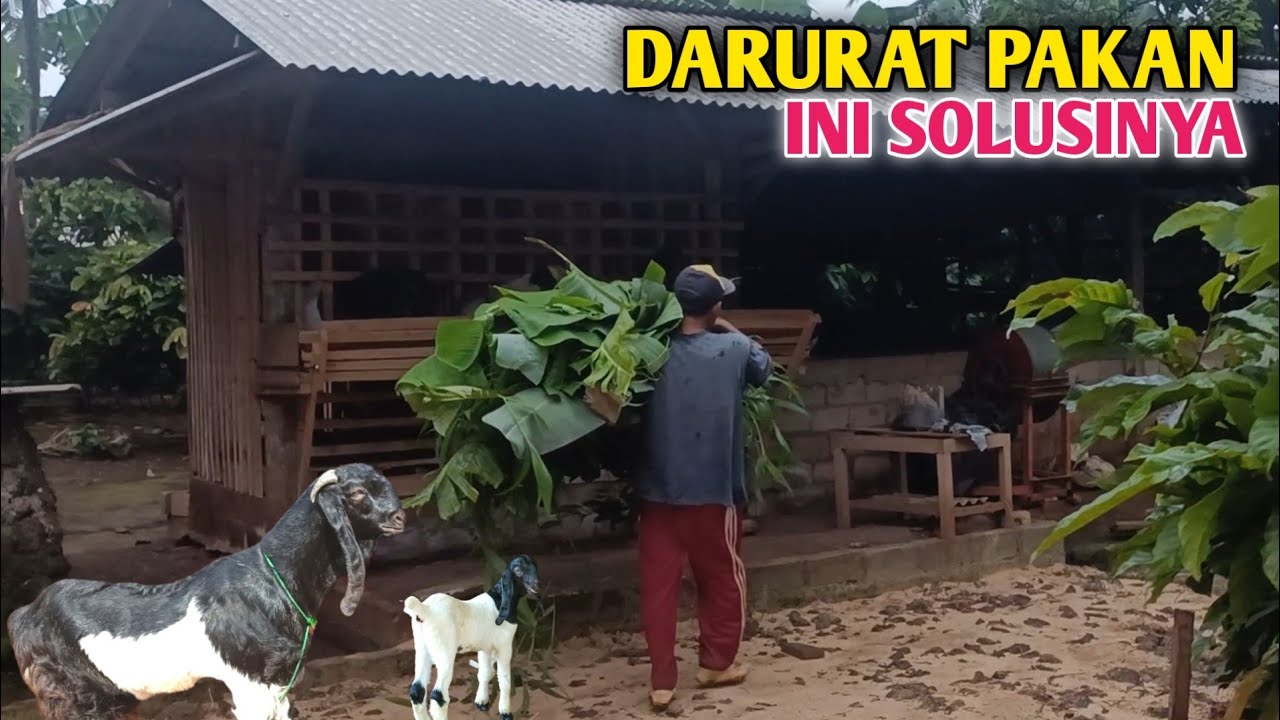 Peternak Dalam Kondisi Darurat Harus Selalu Punya Solusi 