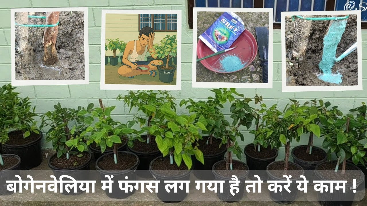 मरते हुए बोगेनवेलिया को कैसे बचाएं | Fungus, Rain burn, Stem & Root rot problems in bougainvillea