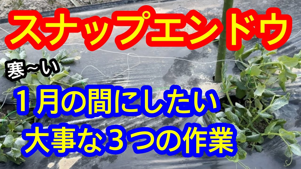 【スナップエンドウ】放置は危険です。１月に必ずしておきたいスナップエンドウの必須作業を詳しく解説します。頭の整理のために是非最後までご覧下さい。