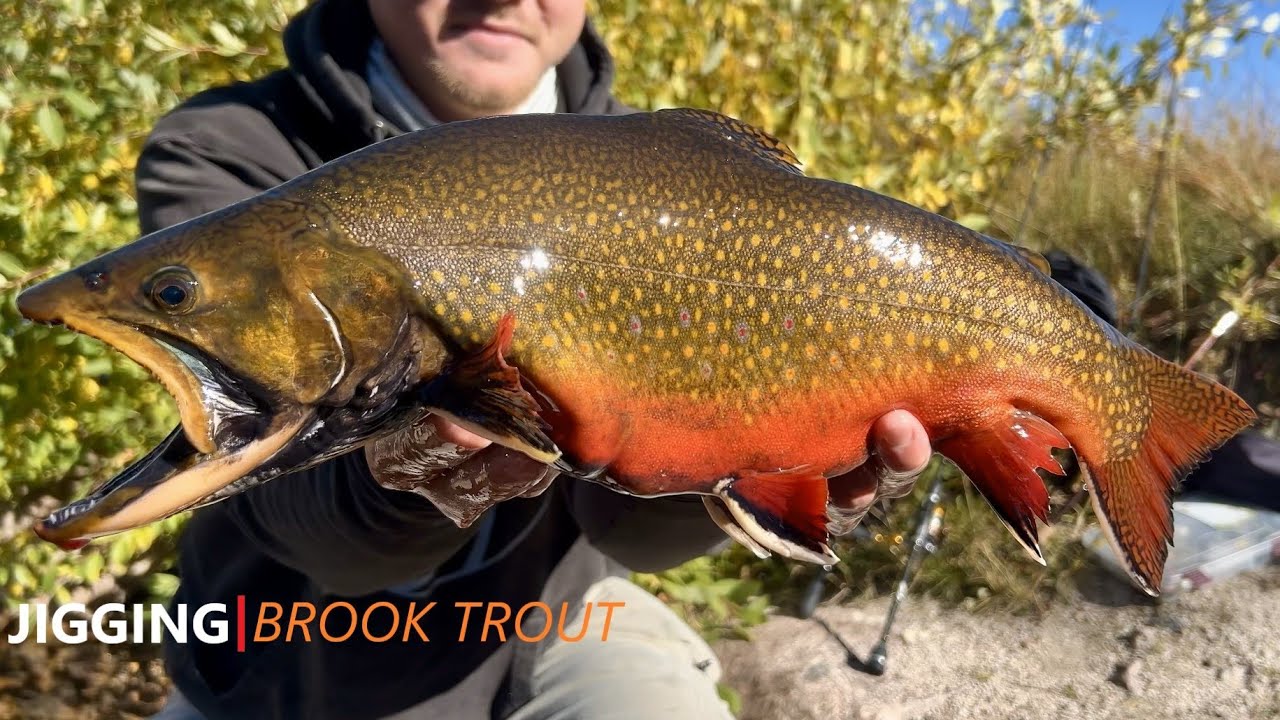 How to CATCH BIG BROOK TROUT