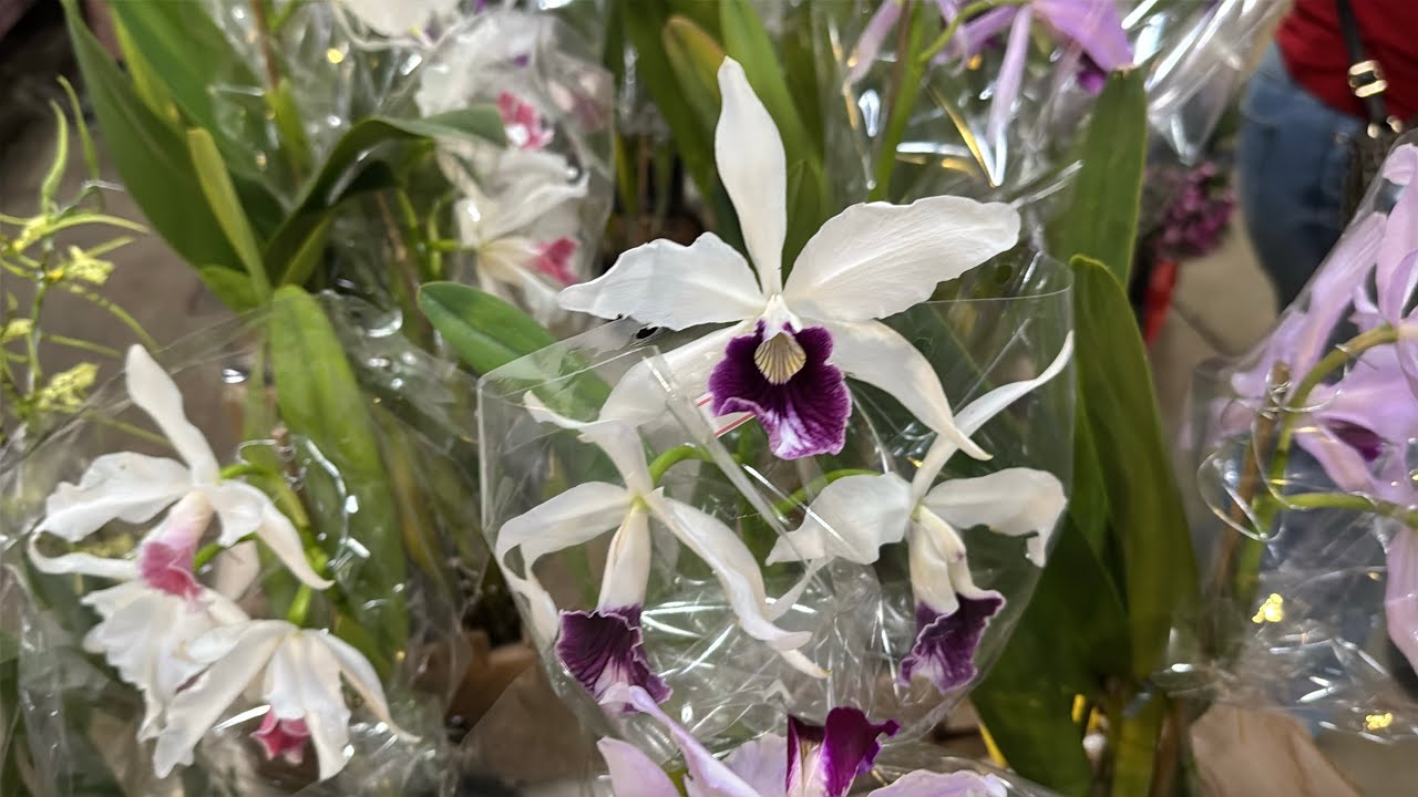 Orquídeas perfumadas na feira!