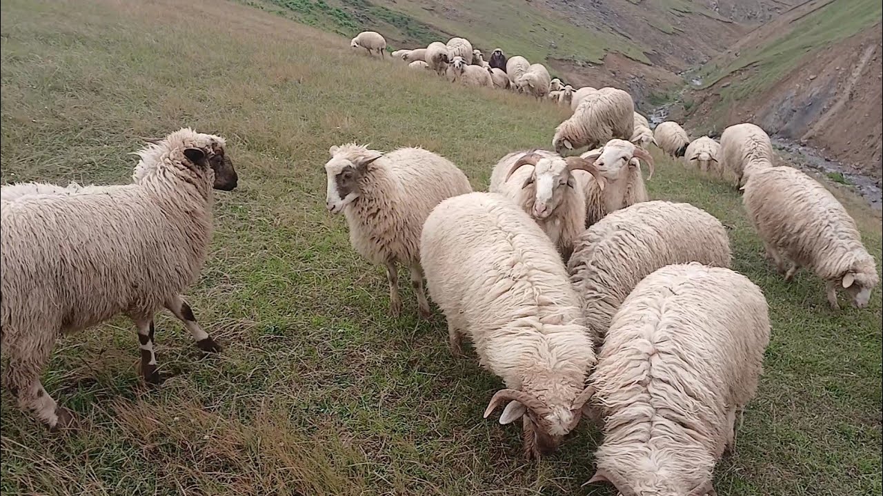 Ram playing and fighting in the pasture!