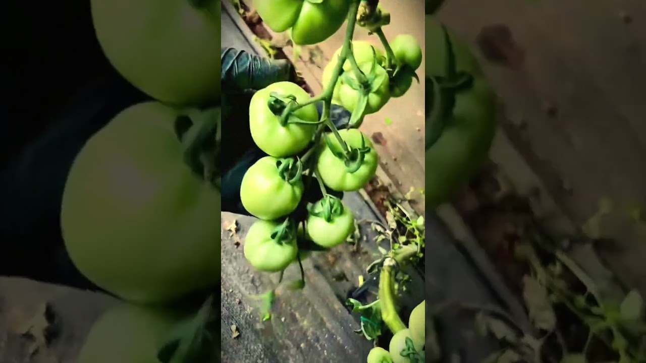 simple tricks to check the quality of tomatoes to be harvested #shorts