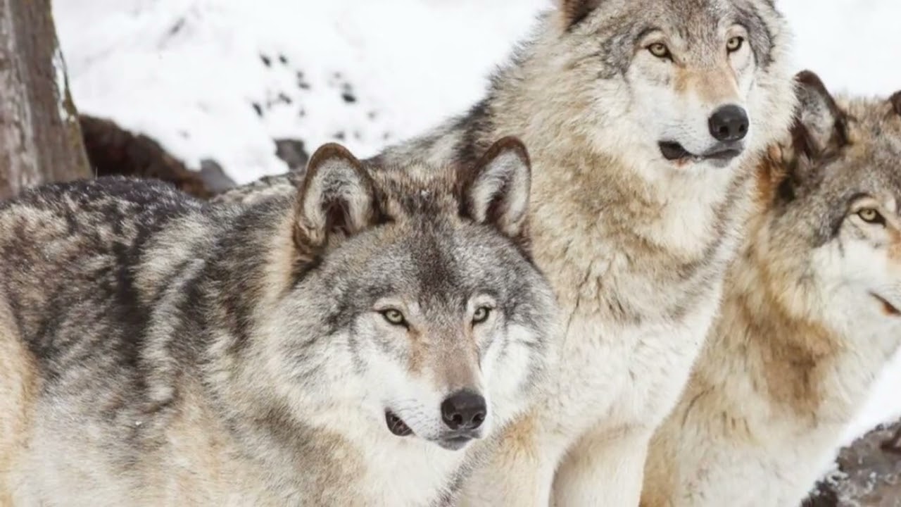 The Secret Life of Wolves: Pack Dynamics, Lone Wolves, and Survival Secrets