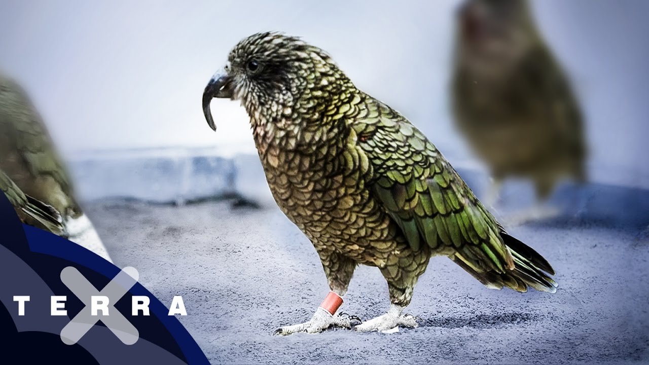 Keas - Die schlausten V&ouml;gel der Welt?
