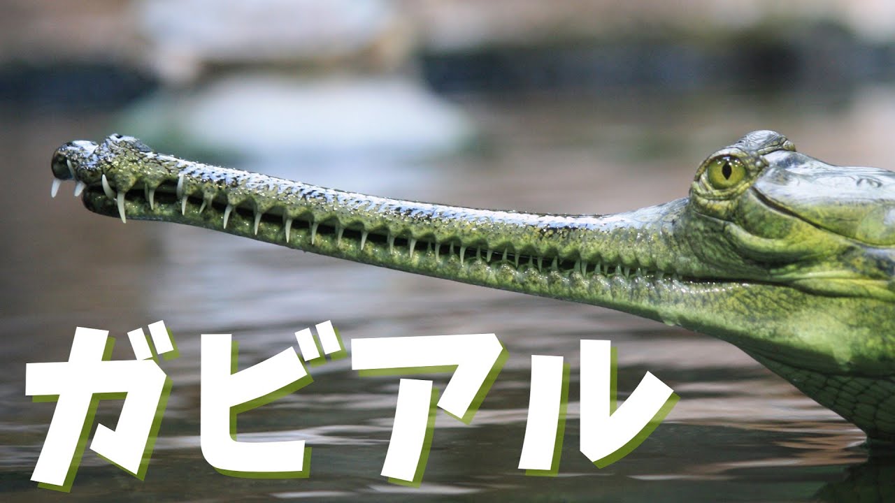 【ガビアル】~なんかこのワニ、顎細くね？~