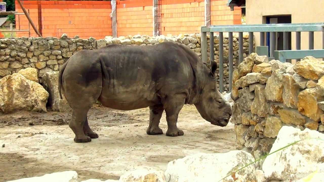 Rhino in Opole Zoo Nosorożec w Zoo Opole