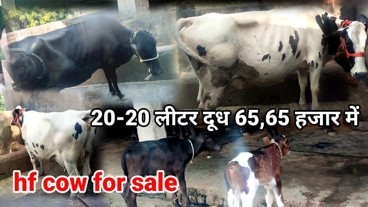 Cow for sale | Cow dairy farm | hf cow for sale Mannu tomar morena | 18 se 20 दूध दो hf गाय 