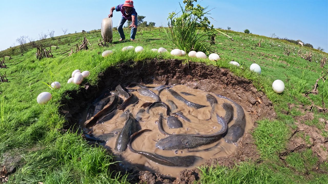 Wow Top Video! Skills fisherman catch a lot of fish and pick eggs in field in a pool by lucky hand