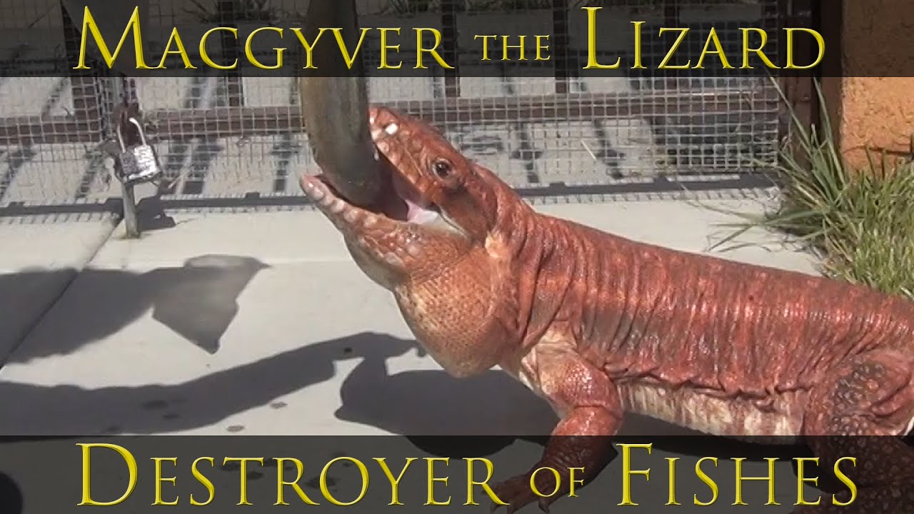 ☜ Giant lizard eats large fish
