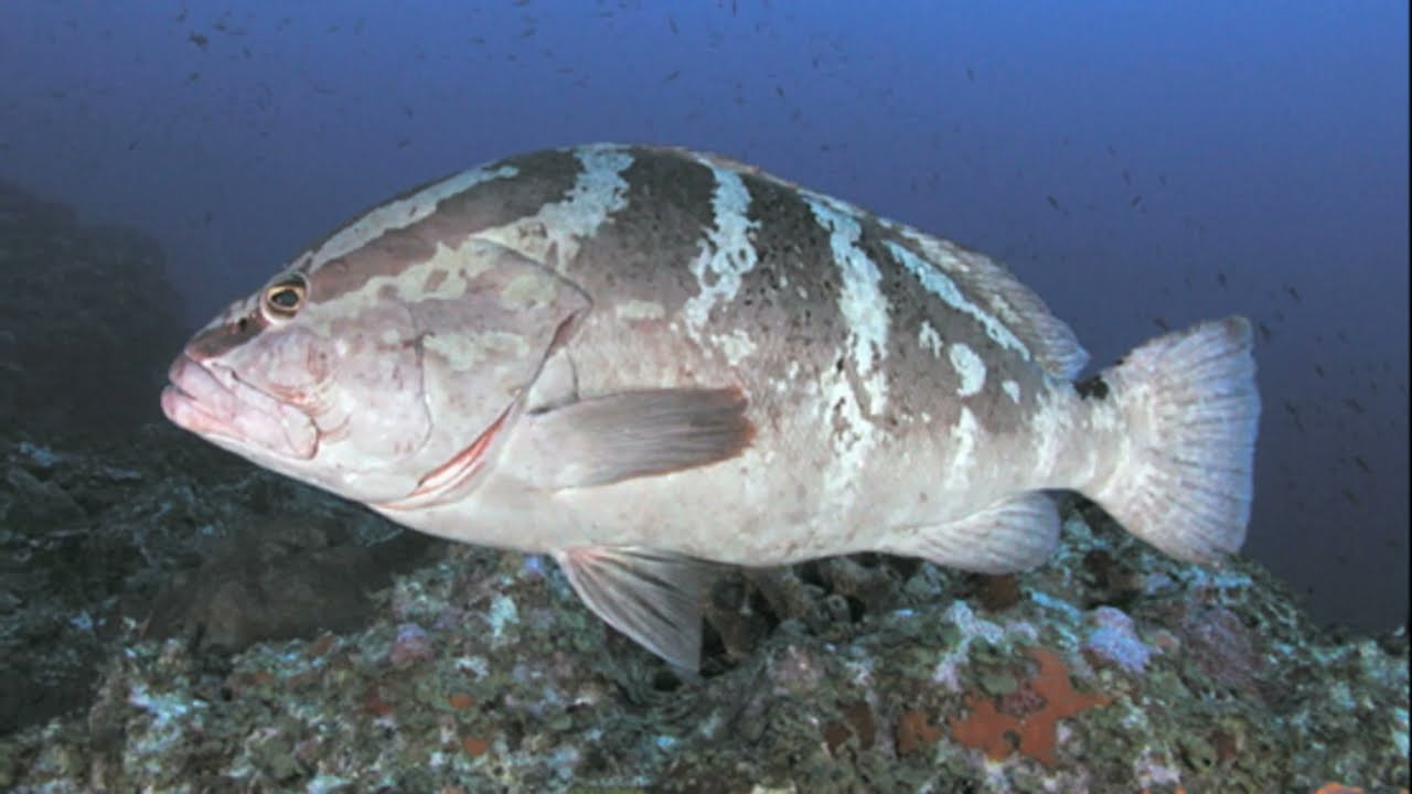 Facts: The Nassau Grouper