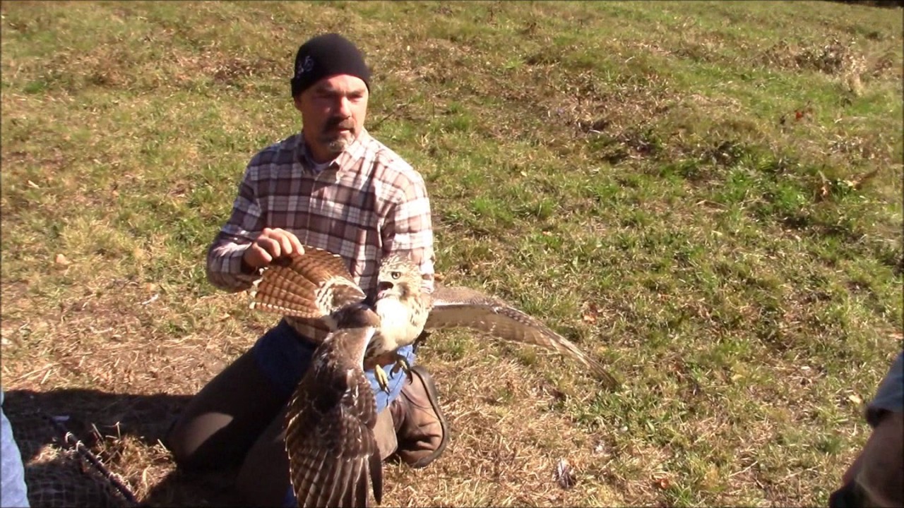 Ridge Trapping Red Tails part two.