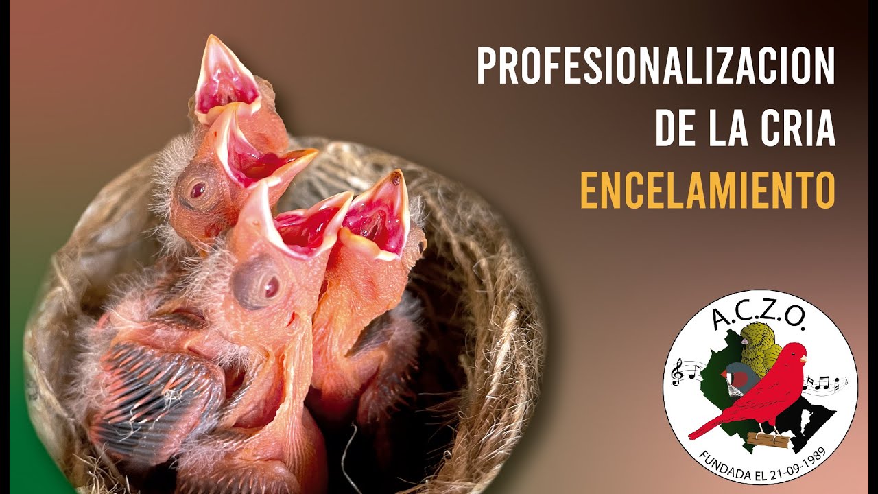 Escuelita - Encelado