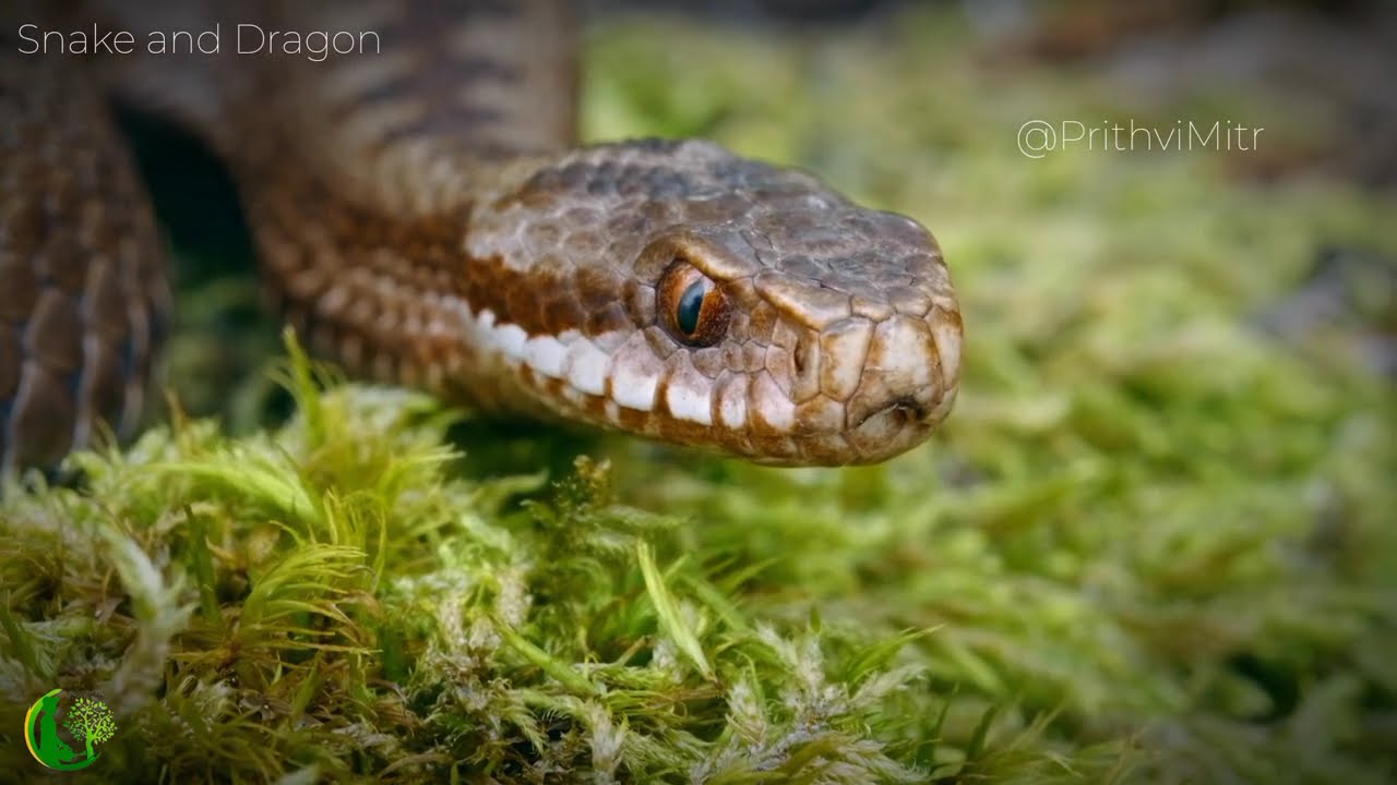 Snake and Dragon //Snake & Dragon//@PrithviMitr #snake #cobra