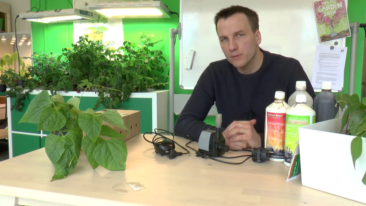 Odla hydroponiskt med biologisk näring - Hemmaodlat