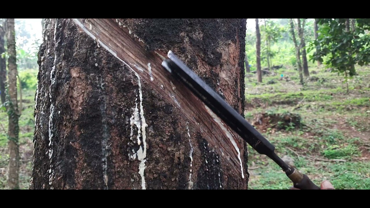 റബ്ബർ സ്ലോട്ടർ ടാപ്പിംഗ് കൂടുതൽ ആദയാകരം... Binus kolakkad