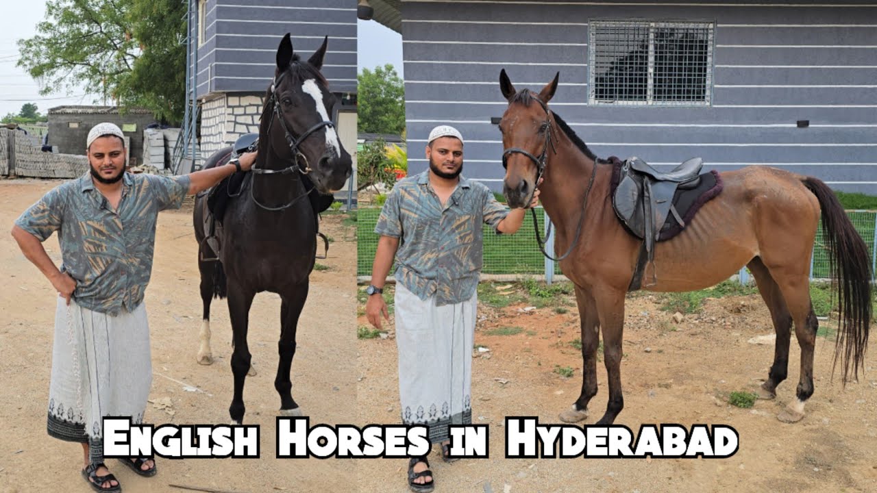 English Horses available in Hyderabad | Thorobred Horse | English ghode | Habeeb Talha ke ghode