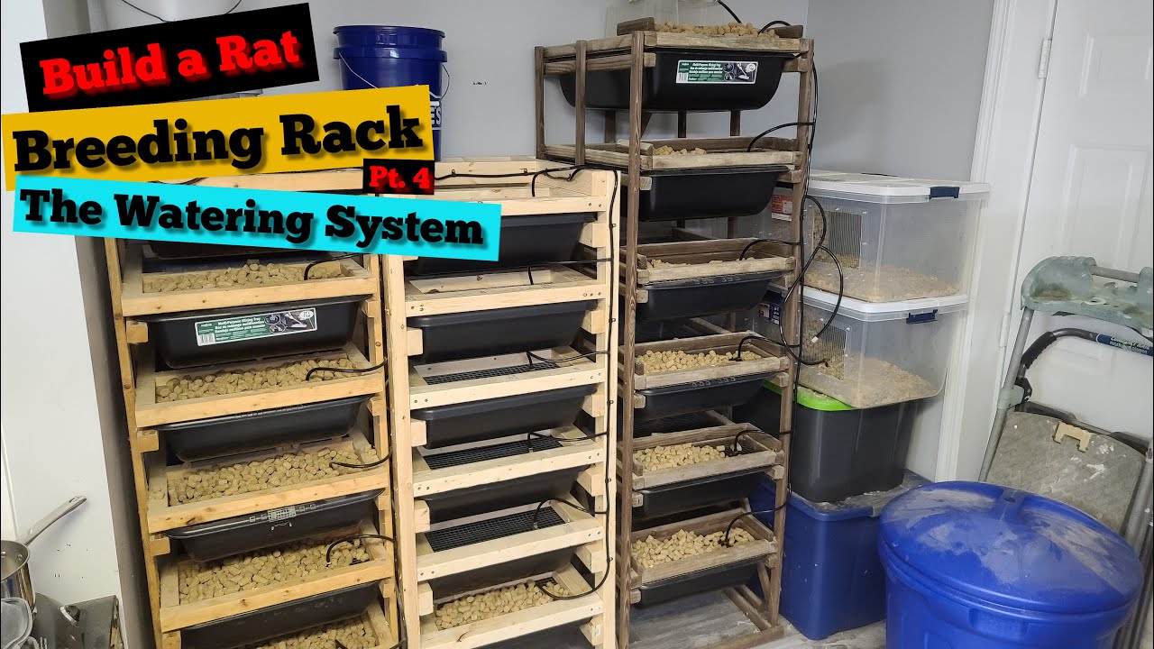 Build a Rat Breeding Rack - Pt.4 The 💦 Watering 💦 System