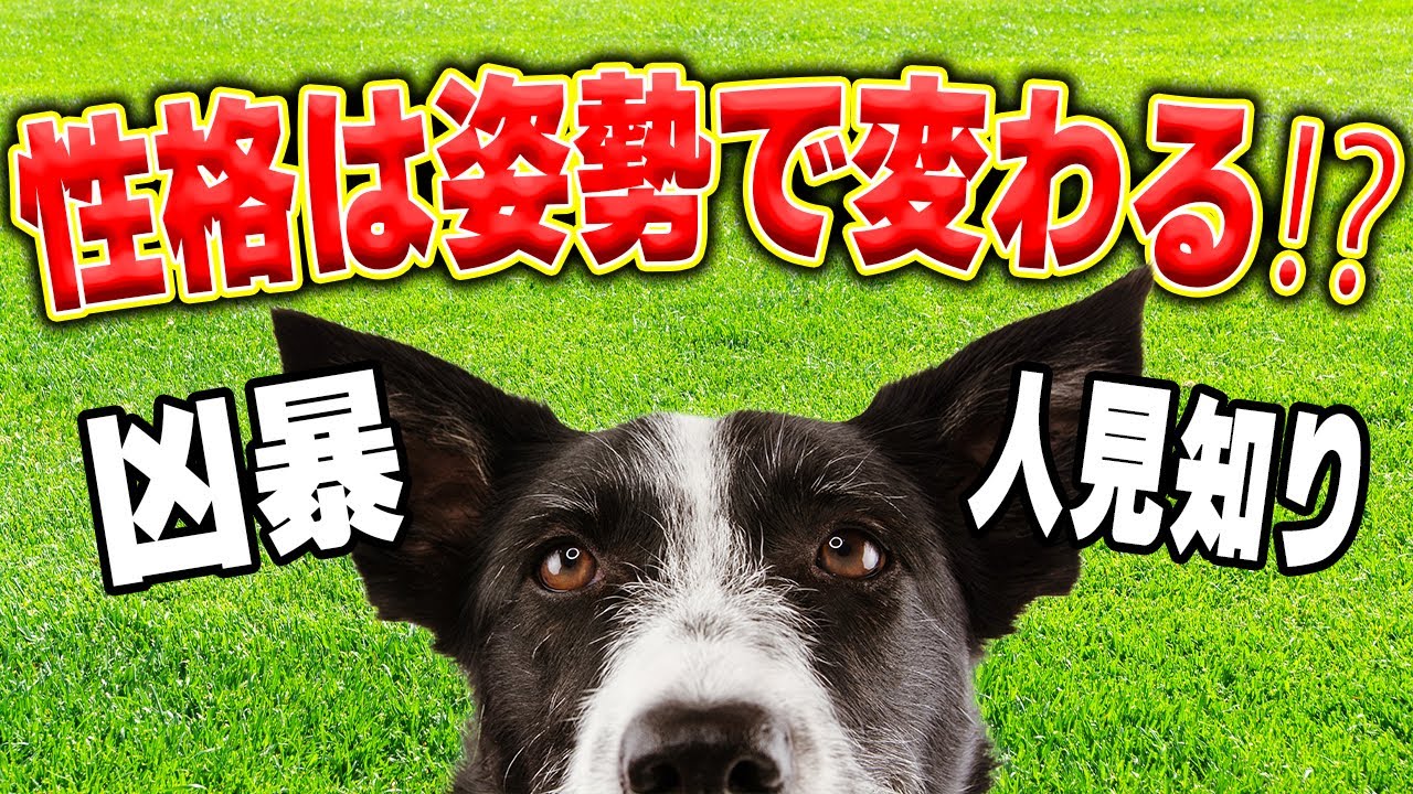 【犬の姿勢】凶暴や人見知り 性格は姿勢で変わる⁉︎