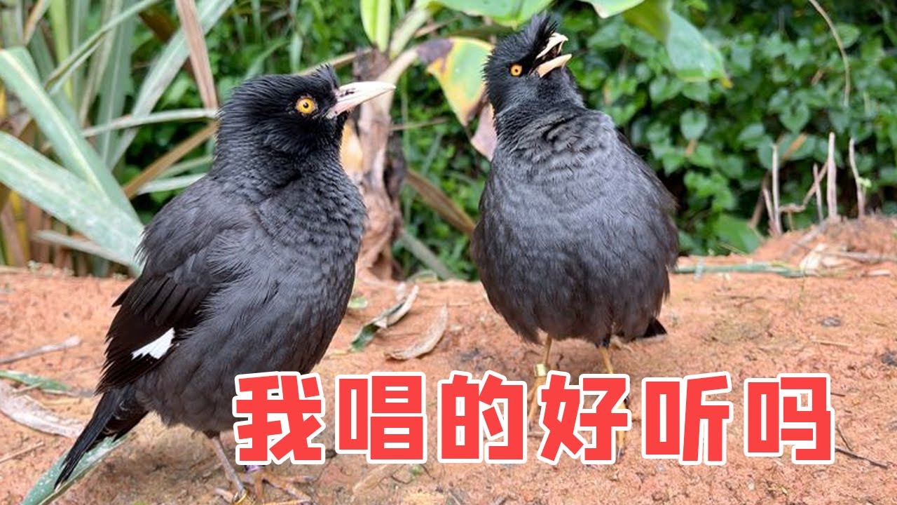 八哥鸟唱歌，自己还哈哈大笑起来，真是太逗了【叁伍萌宠】