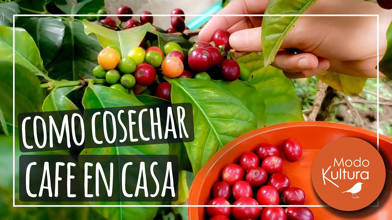 👉 **¿CÓMO COSECHAR TU PROPIO CAFÉ Y PREPARARLO EN CASA? ☕*Proceso completo del Café 100 % orgánico.