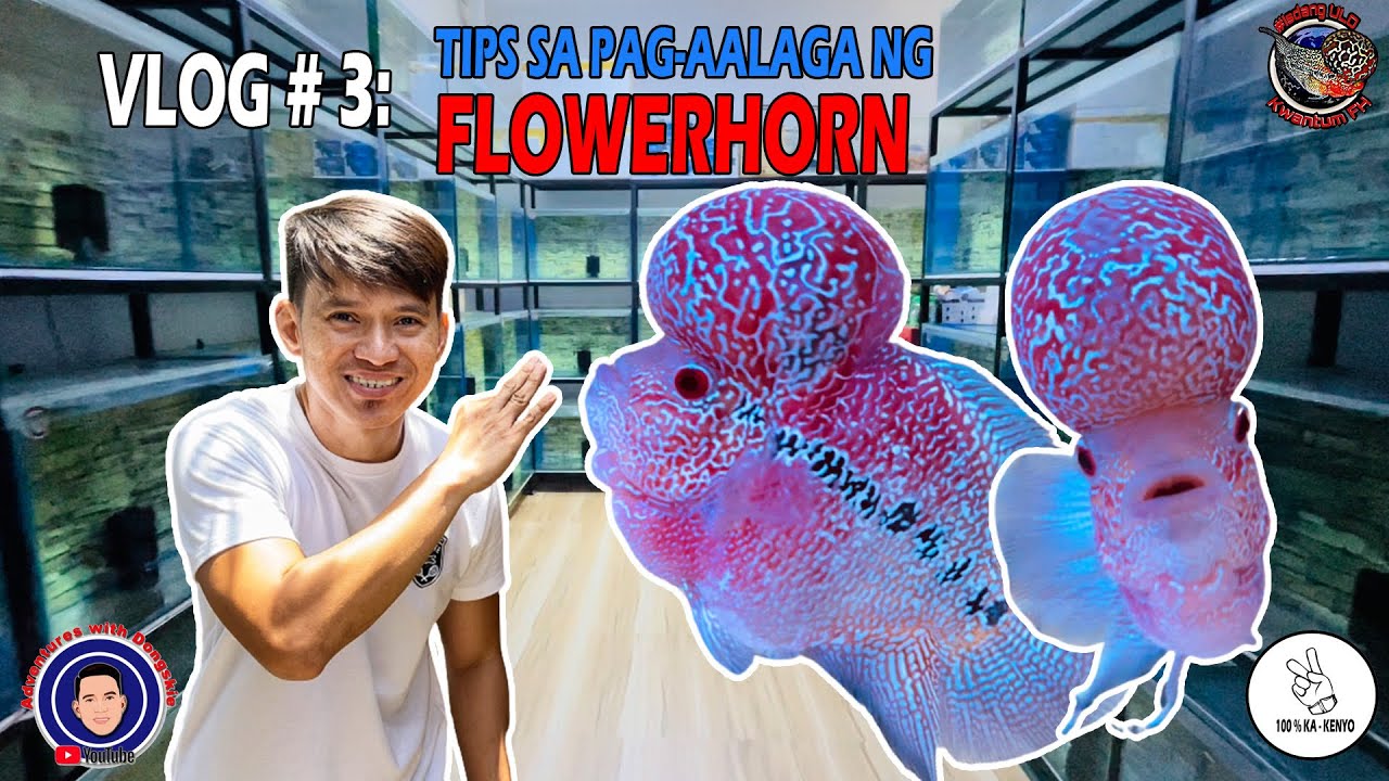Vlog #3: Tips sa pag-aalaga ng Flowerhorn Fish