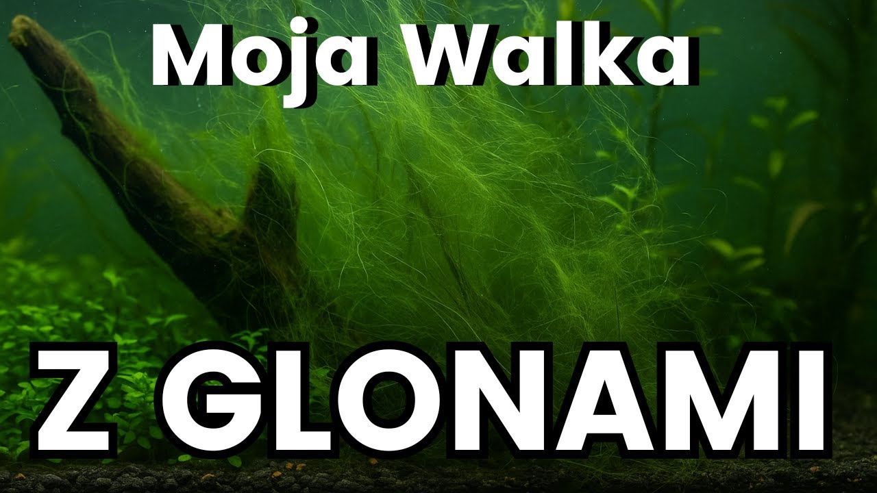 Moja walka z glonami nitkowatymi. 3 rzeczy o które musisz zadbać.