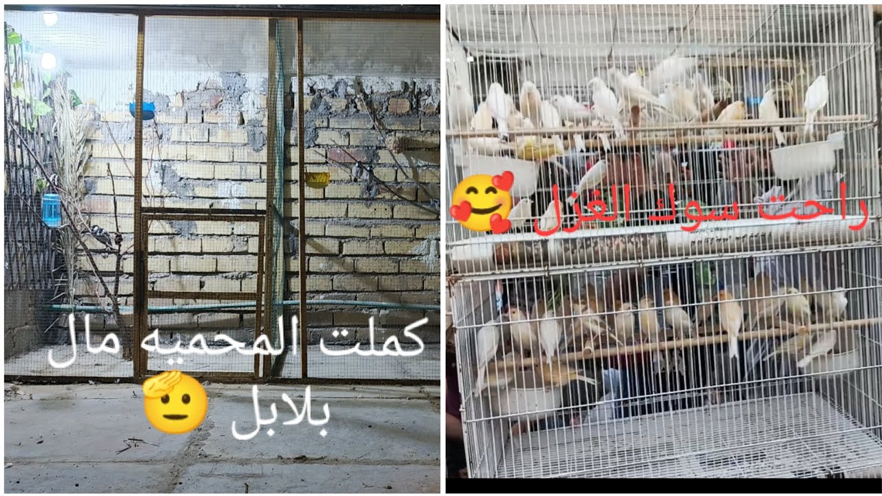 رحت سوك الغزل 😌 اشتريت فخاتي ملكي 🙂 كملت المحميه مال بلابل 😏 🫡