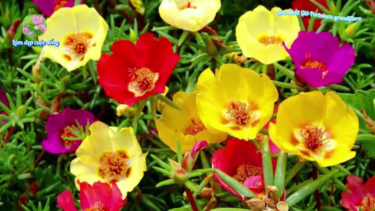 Hoa Mười Giờ |Portulaca  |@Làm đẹp cuộc sống! |Nguồn: Sưu tầm từ Internet.
