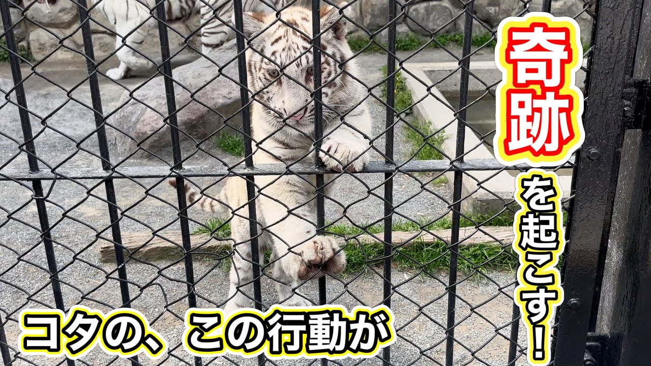 コタくんが金網に足を掛けたことにより巻き起こる奇跡❗️ママにハッピーが舞い降りた⁉️🐯🩷　4月17日 東武動物公園　ホワイトタイガー赤ちゃん