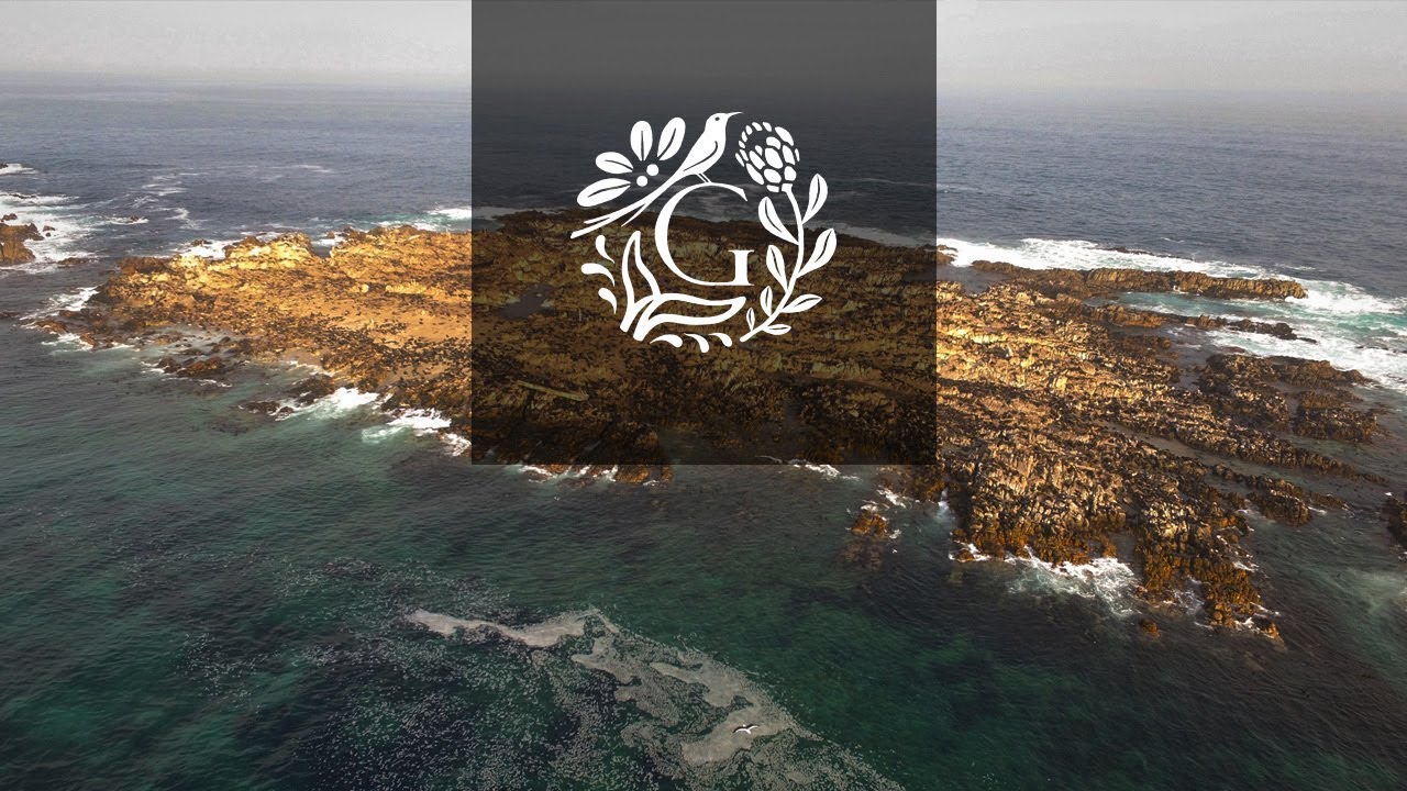 Grootbos | Marine Big 5 at Dyer Island