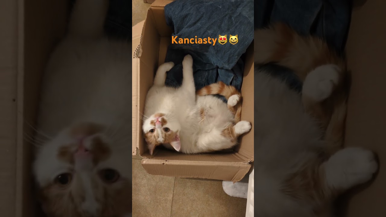 Kanciasty😻😽😸😹 #cat #funny #śmieszne #śmiesznekotki
