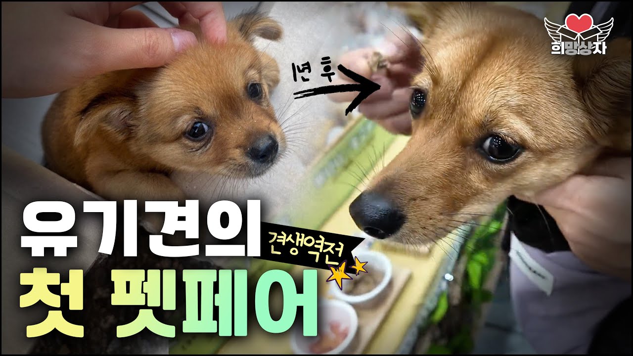 상자에 버려졌던 강아지, 1년 만에 펫페어에 섰습니다.