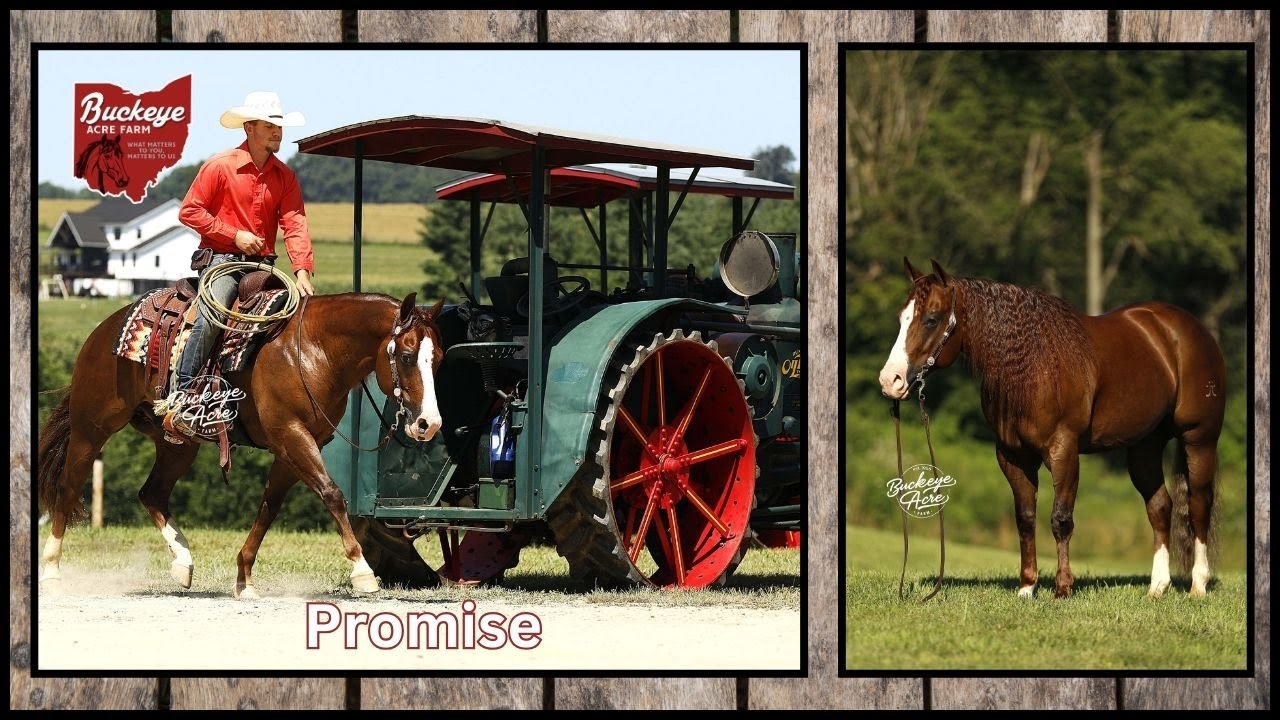 Lot #21 Promises Promises Offered by Buckeye Acre Farm @ Ride The Wave Premier Horse Sale | Gelding