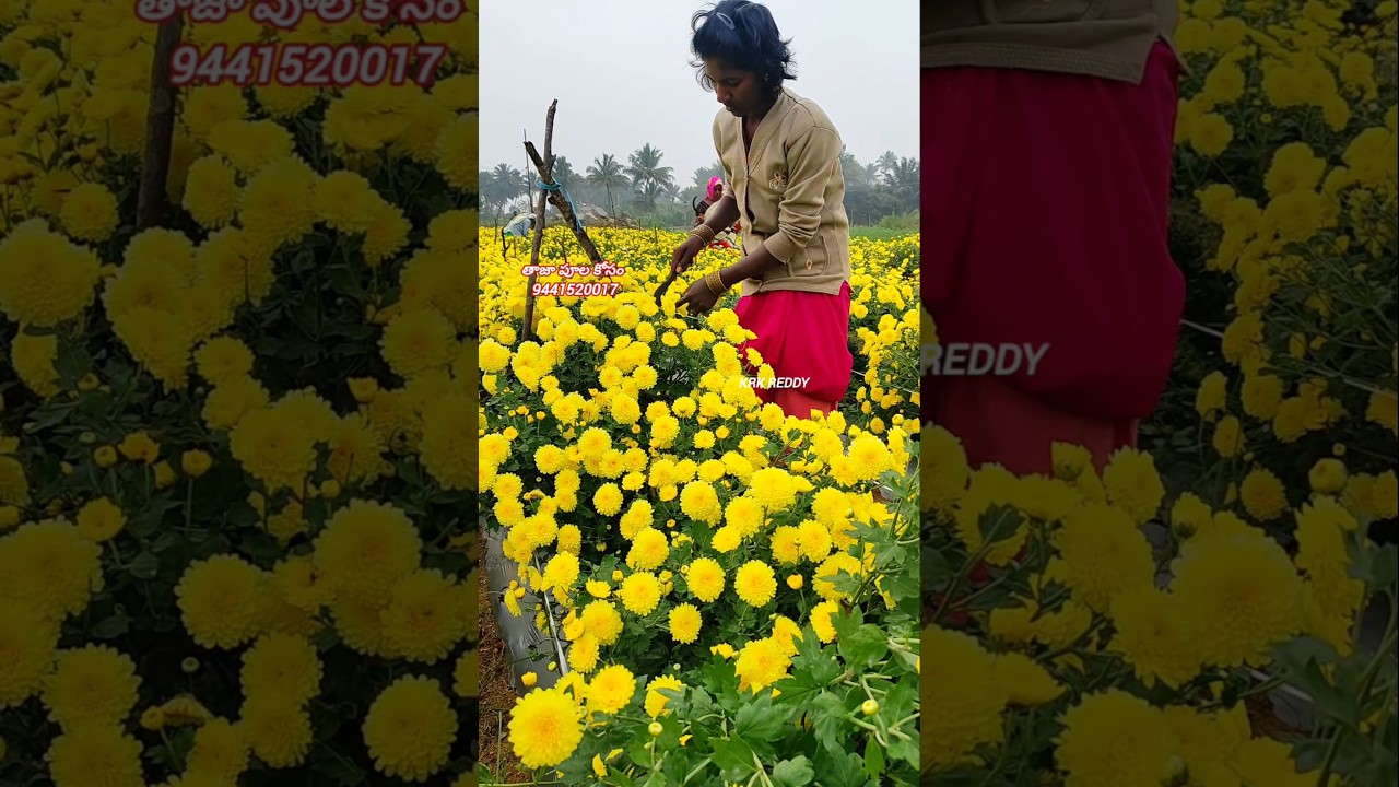 Chamanthi flowers harvesting#flowers #trendingshorts #viralshort #viralshorts #viralreels #beautiful