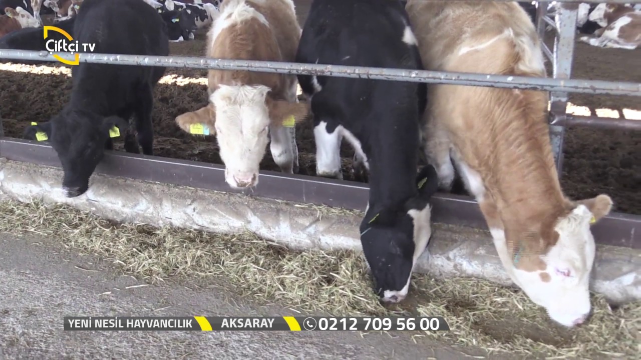 Yeni Nesil Hayvancılık-Yonca'nın Hayvancılıkta Mucizesi Nedir?