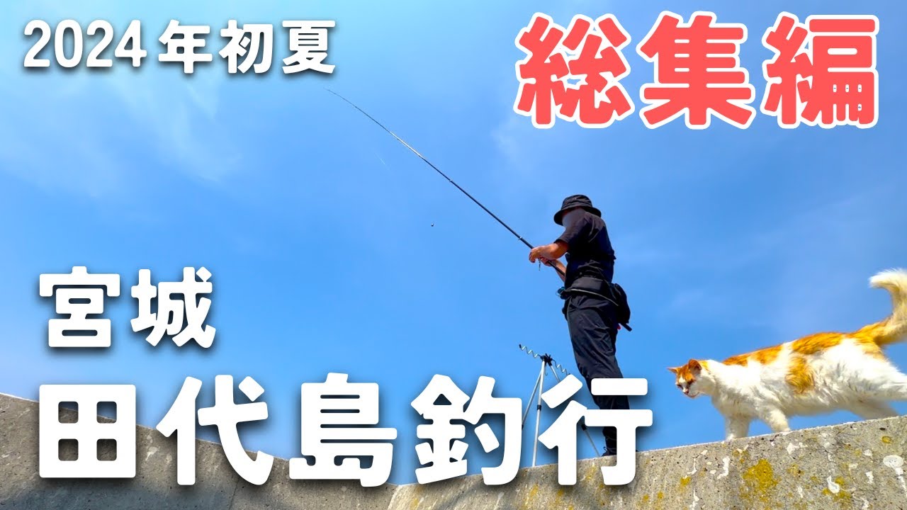 【総集編】2024年初夏の田代島釣行まとめ！高水温だった昨年の今頃は何が釣れていた？【宮城釣り】