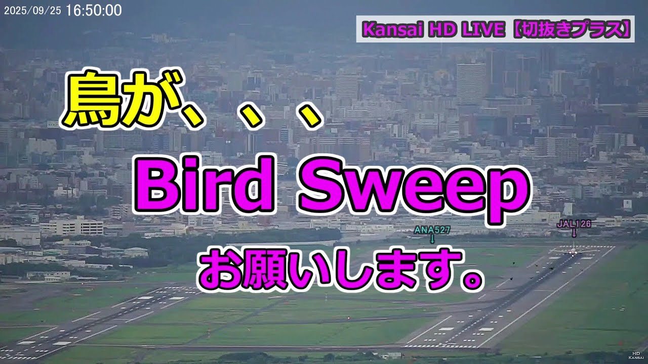 2025.09.21 鳥が、、、Bird Sweepお願いします｜#元祖大阪空港ライブカメラ ｜Kansai HD LIVE【切抜きプラス】