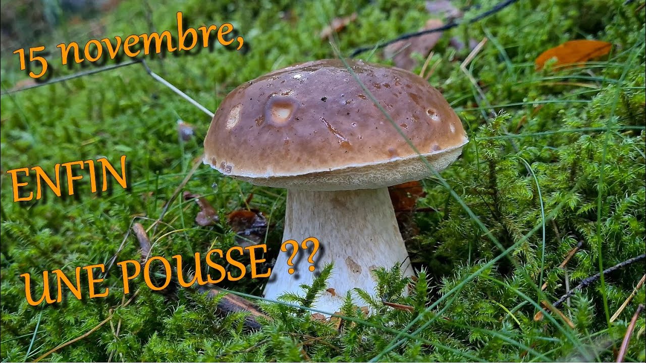 [CHAMPIGNONS] ENFIN UNE POUSSE DE CÈPES  ??? 🍄🍄🌲