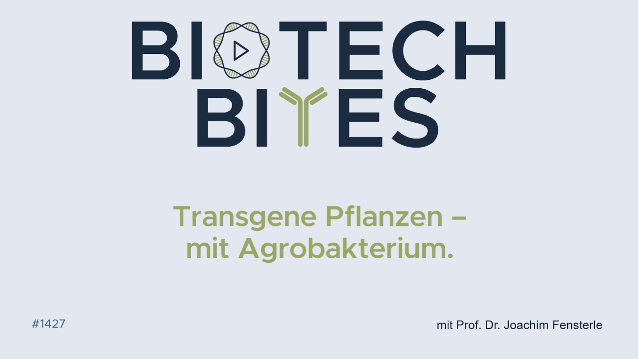 Biotech-Bites - Transgene Pflanzen mit Agrobakterium.