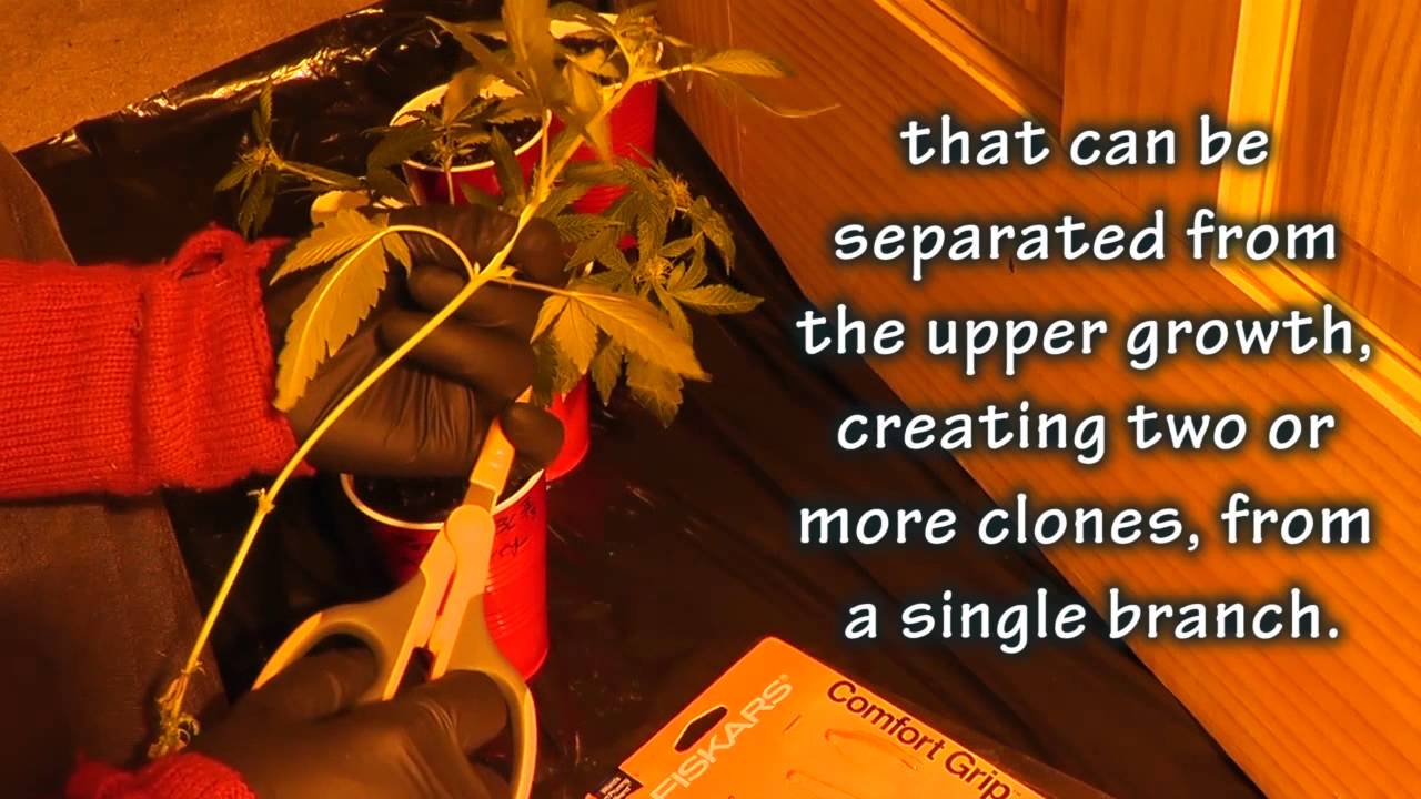 BadKat's CannaPharm: Cannabis World Summit Edition Vol2 Flowering & Revegetated Clones