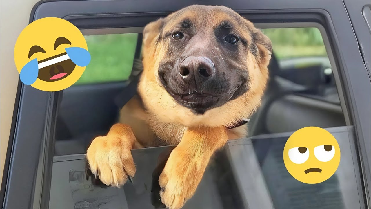 DOGS are the FUNNIEST creatures on Earth 😂 NEW Funny Dog Videos