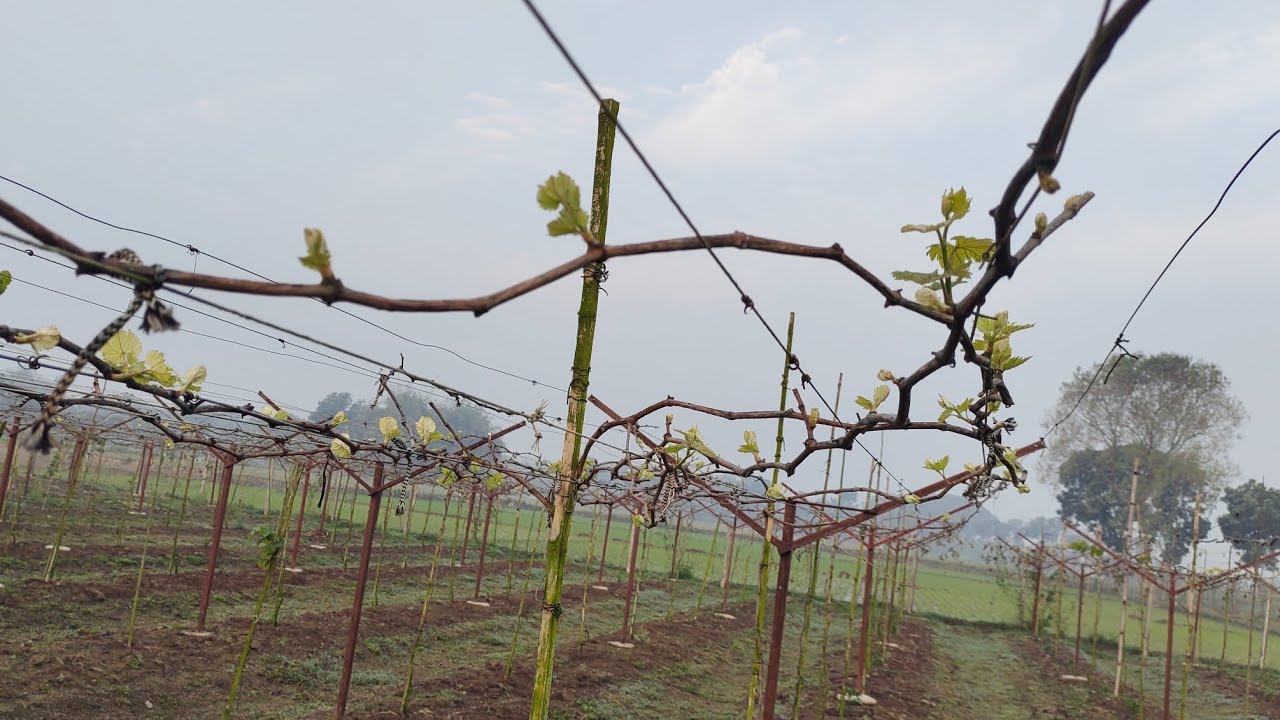 আলহামদুলিল্লাহ্,সুন্দর বাডের সাথে ফুলো দেখা যাচ্ছে (বাইকুনুর)।