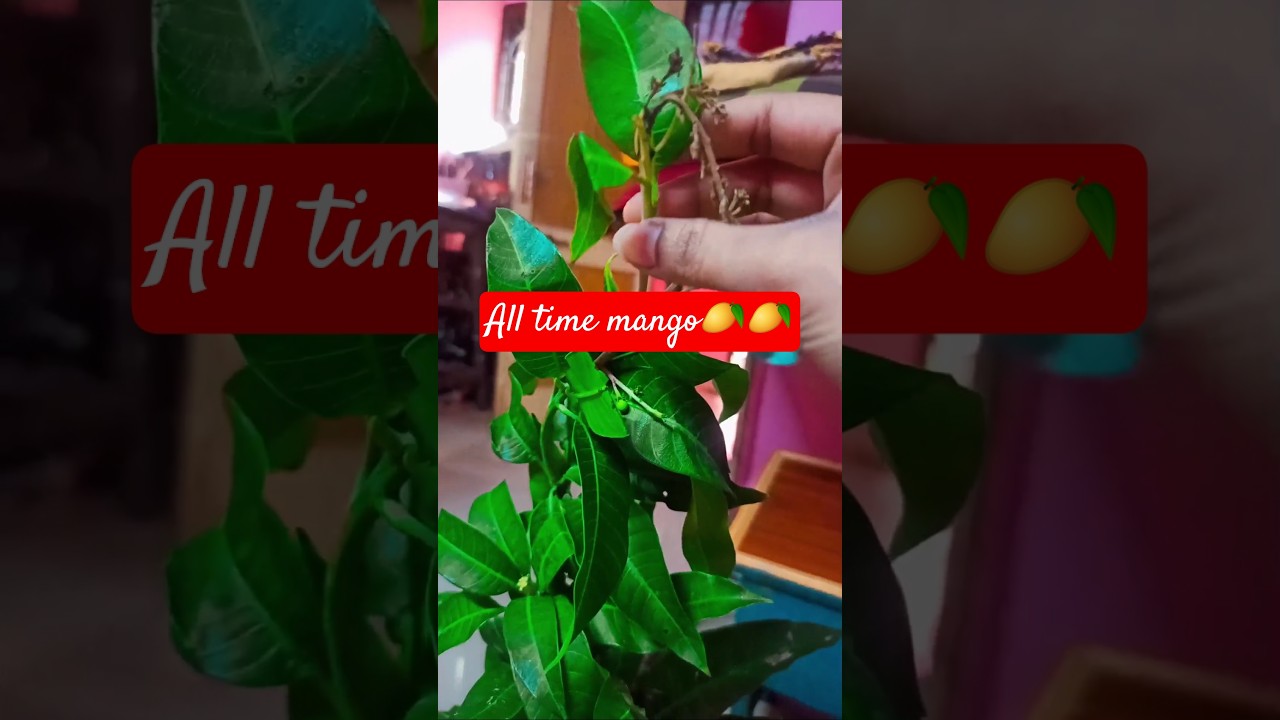 All time mango tree Purchased 