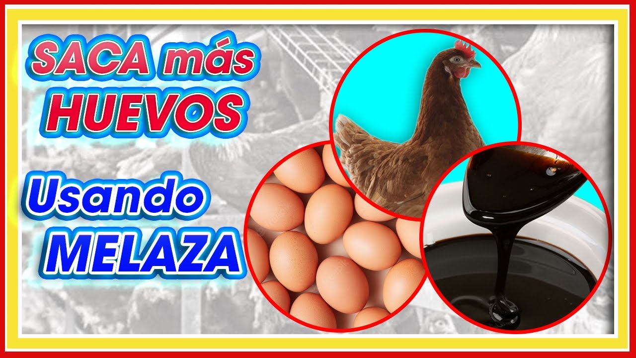 Saca más HUEVOS usando MELAZA ǀ MSc. Jannin Hernández Blandón