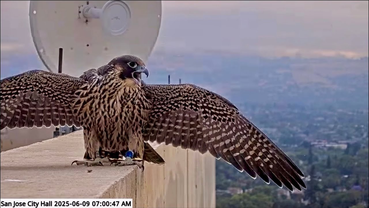 San Jose CH Falcons 🪽 Willow Goes from Awww 🥰 to Yikes 😳 and Back Again 😂 2025 Jun 9