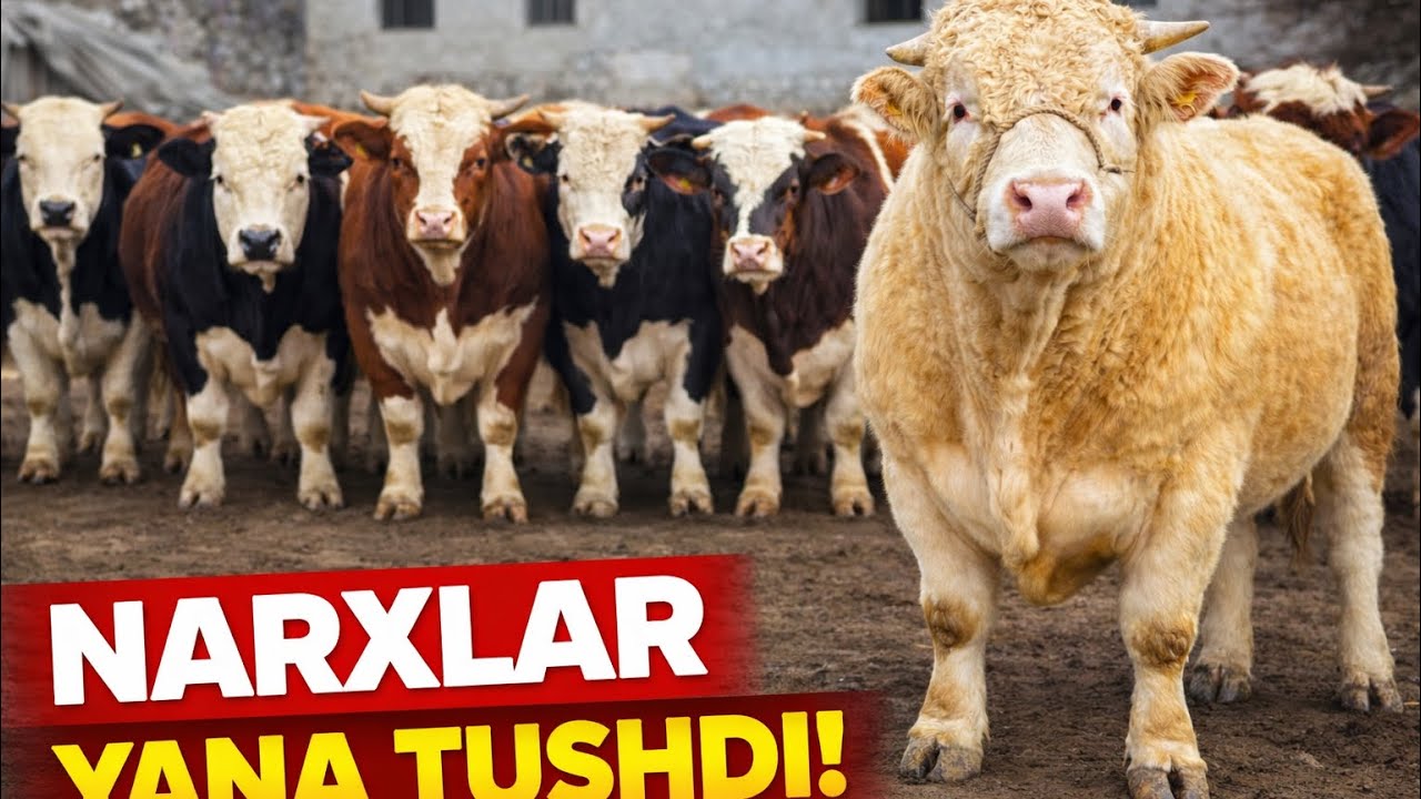 MEGA MEGA ARZON JOYI ✅✅✅9 марта 2026 г.