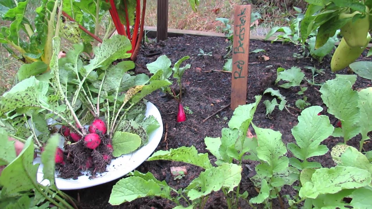 MFG 2013: 3 of 3 Harvesting Your First Radishes - Crisp and Full of Flavor!